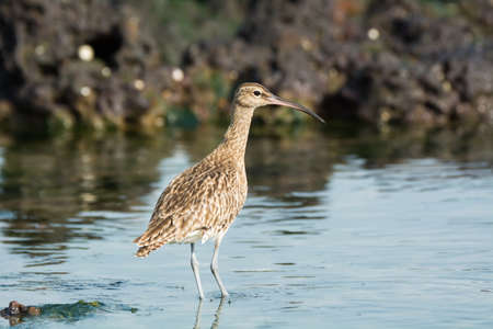 A Whimbrel (Numenius Phaeopus) wading through shallow water of a tidal poolの写真素材