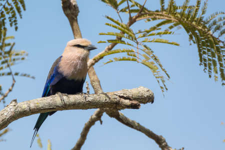 A Blue-Bellied Roller  Coracias cyanogaster perched on a branchの写真素材