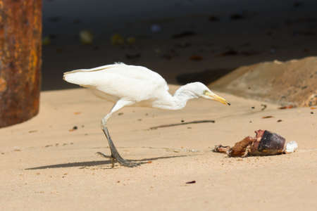 A Cattle Egret  Bubulcus ibis  hunting for flies from fish scrapsの写真素材