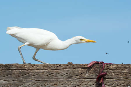 A Cattle Egret  Bubulcus ibis  hunting for flies from fish scrapsの写真素材