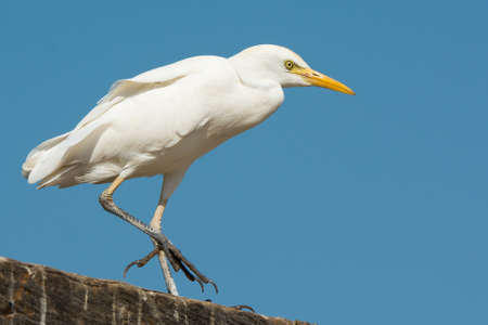 A Cattle Egret  Bubulcus ibis  walking on a wooden wharfの写真素材