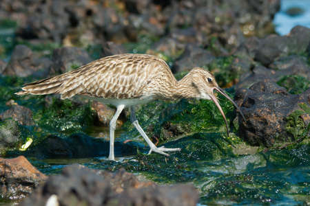 A Whimbrel  Numenius Phaeopus  swallowing a small white crabの写真素材