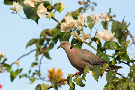 An African Mourning Dove  Stretopelia decipiens  perched with white bougainvillea flowersの写真素材
