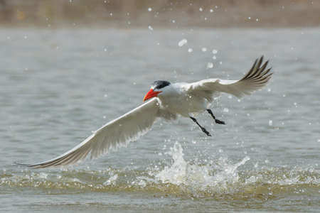 A Caspian Tern  Sterna Caspia  taking to the air after a diveの写真素材