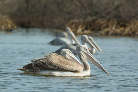 A group of Pink-backed Pelicans  Pelecanus rufescens  floating in the mangrovesの写真素材