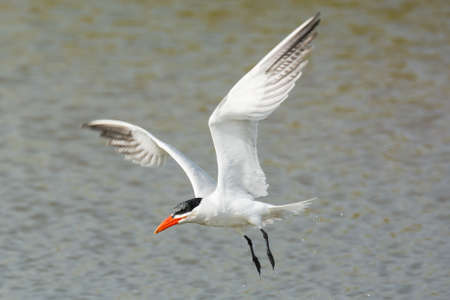 A wet Caspian Tern  Sterna Caspia  flying over waterの写真素材