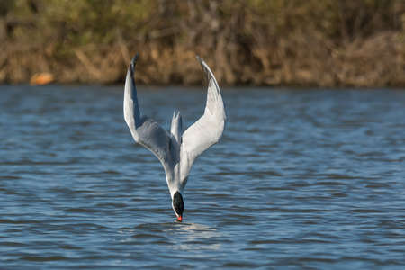 A Caspian Tern  Sterna Caspia  in a dive on impact