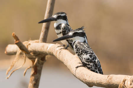 Two Pied Kingfishers  Ceryle rudis  on a perch togetherの写真素材
