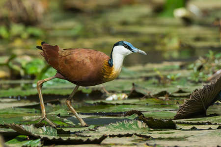 An African Jacana  Actophilornis africanus  standing on lily padsの写真素材