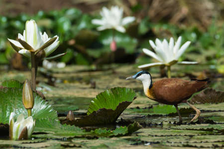 An African Jacana  Actophilornis africanus  walking on lily pads with white liliesの写真素材