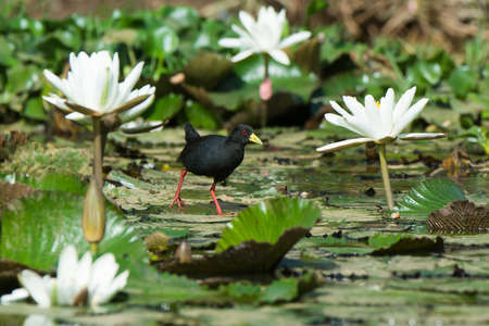 A Black Crake  Amaurornis flavirostris walking on lily padsの写真素材