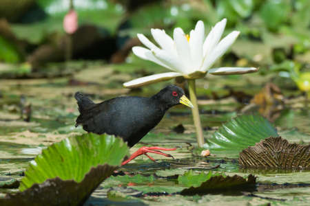 A Black Crake  Amaurornis flavirostris walking through the liliesの写真素材