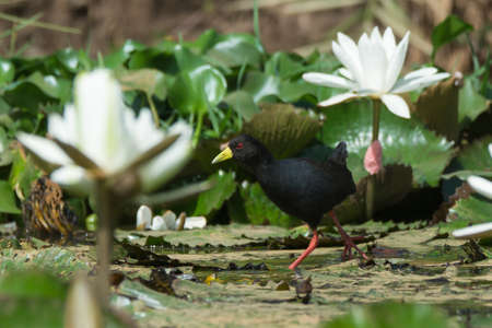 A Black Crake  Amaurornis flavirostris walking through white lily flowersの写真素材