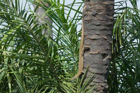 A Nile Monitor Lizard  Varanus niloticus  sunning vertically on a palm treeの写真素材