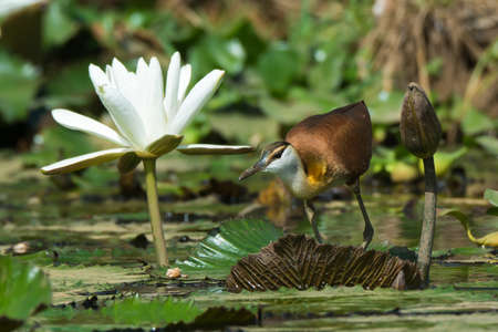 A young African Jacana  Actophilornis africanus  crouching beside a white lily flowerの写真素材