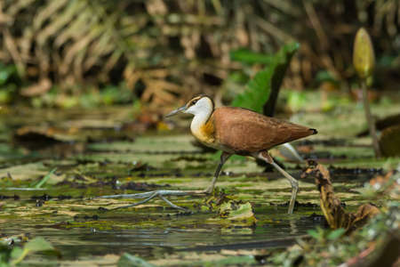 A young African Jacana  Actophilornis africanus  in full strideの写真素材