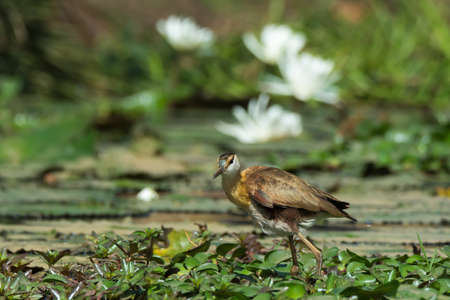A young African Jacana  Actophilornis africanus  infront of white lily flowersの写真素材