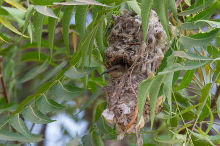 A Beautiful Sunbird  Nectarinia pulchella  sticking its head out of the nestの写真素材