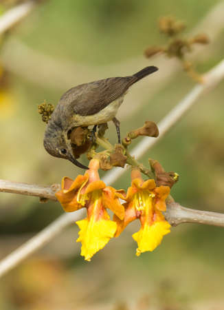 A female Beautiful Sunbird  Nectarinia pulchella  piercing a flower for nectarの写真素材