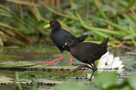 Young and adult Black Crakes  Amaurornis flavirostris  walking on lily padsの写真素材