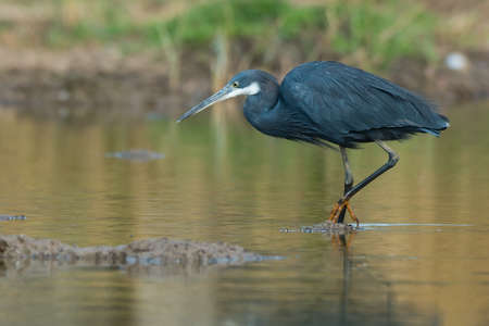 A Western Reef Heron  Egretta gularis  wading in a pondの写真素材