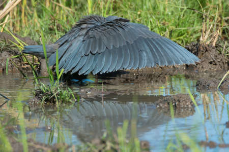 A Black Egret  Egretta ardesiaca  with wings spread in classic umbrella hunting positionの写真素材
