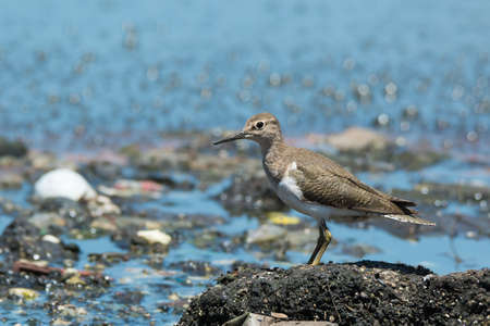 Common Sandpiper  Actitis hypoleucos overlooking pollution and sewageの写真素材