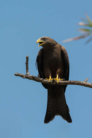 A Black Kite  Milvus migrans  crying plaintivelyの写真素材