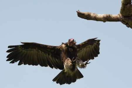 A Hooded Vulture  Necrosyrtes manachus  landing on a branch  directly above meの写真素材