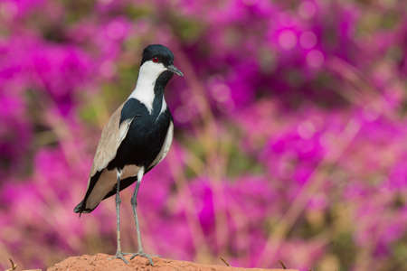 A Spur-Winged Plover  Vanellus Spinosus  standing in front of purple flowersの写真素材