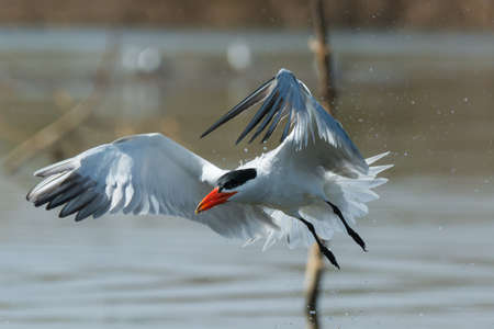 Caspian Tern (Hydroprogne caspia) in flight trailing water droplets