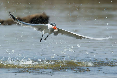 A Caspian Tern (Hydroprogne caspia) flying away from a dive a fish