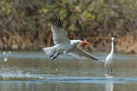 A Caspian Tern (Hydroprogne caspia) in flight with a fish after a successful dive