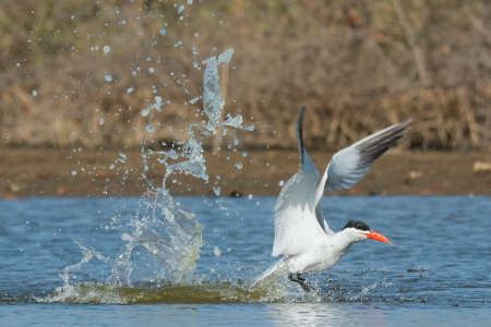 A Caspian Tern (Hydroprogne caspia) with a nice splash taking to the air after a diveの写真素材