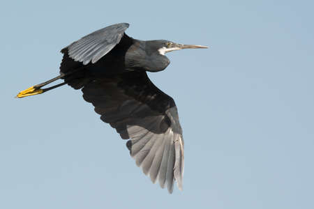 A Western Reef Heron (Egretta gularis) in flightの写真素材