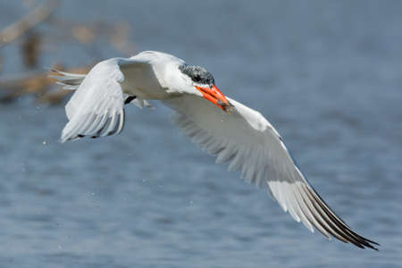 A wet Caspian Tern (Hydroprogne caspia) in flight with with a small fish