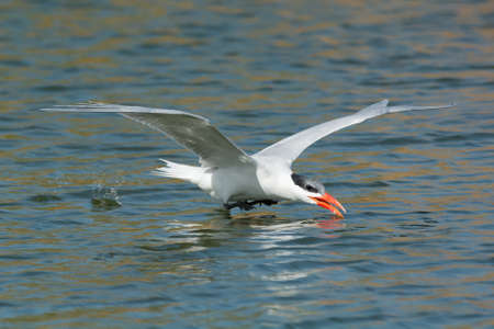 A Caspian Tern  Hydroprogne caspia  gliding low over fresh water ready to scoop up a drinkの写真素材