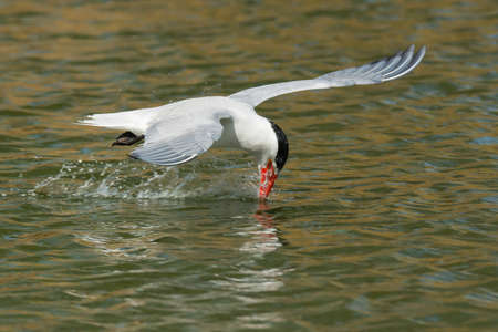 A Caspian Tern  Hydroprogne caspia  with its head too far back learning to drink while flyingの写真素材