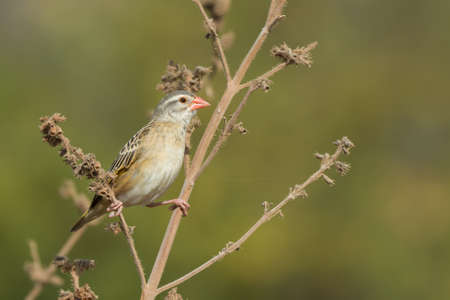 A Red-billed Quelea  Quelea quelea  perched on a dried stalkの写真素材