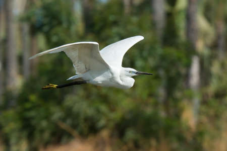 A white morph Western Reef Heron  Egretta gularis  flying past palmsの写真素材
