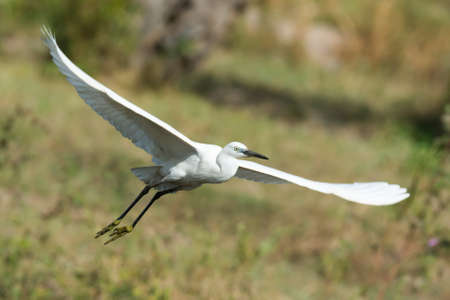 A white morph Western Reef Heron  Egretta gularis  in flightの写真素材