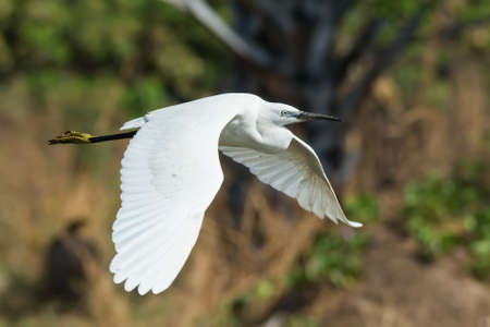 A white morph Western Reef Heron  Egretta gularis  flying past palmsの写真素材
