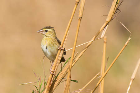 A Northern Red Bishop  Euplectes franciscanus  perched in dried grassの写真素材