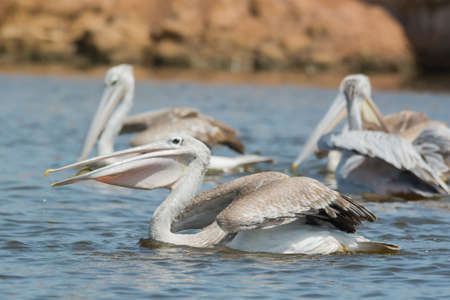 A Pink-backed Pelican  Pelecanus rufescens  swallowing a fishの写真素材