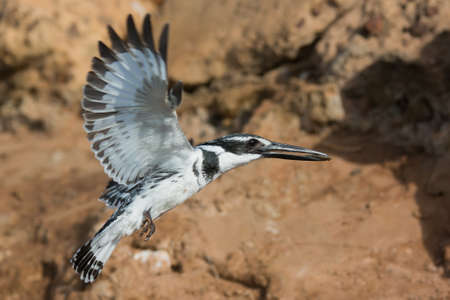 A male Pied Kingfisher  Ceryle rudis  in flight holding a fish in its beakの写真素材