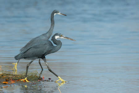 Two Western Reef Herons  Egretta gularis  out wadingの写真素材