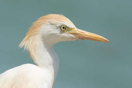 A portrait of a Cattle Egret  Bubulcus ibis の写真素材