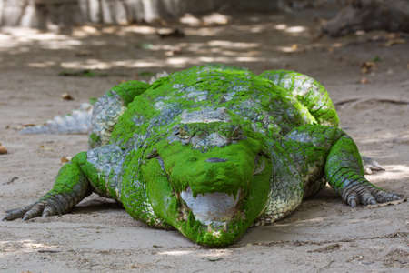 A head on view of a West African Crocodile  Crocodylus suchus の写真素材