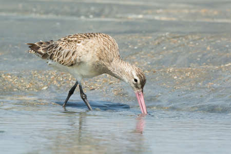 A Bar-tailed Godwit  Limosa lapponica  probing the sand with its beakの写真素材