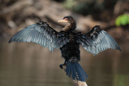 A Long-Tailed Cormorant (Phalacrocorax africanus) on a perch drying its wings